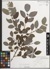 Foto von Salix myrsinifolia Salisb.